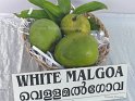 White Malgoa